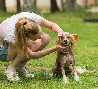 女孩检查冠毛犬图片