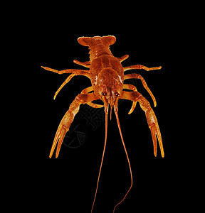 黑色背景上的红龙虾小龙虾特写图片