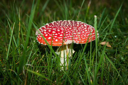 蘑菇鹅膏菌照片图片