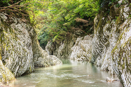 河峡谷玉簪图片