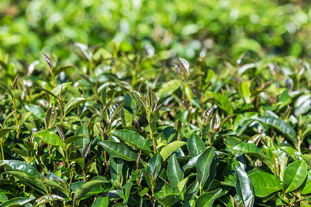 绿树上的红茶叶或黑龙茶叶在图片