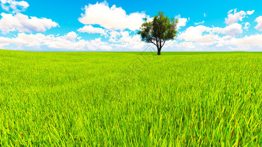 绿树草地和完美的天空景观图片
