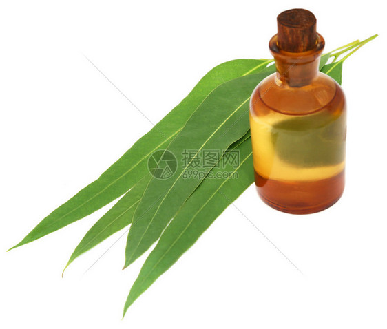 Eucalyptus白背景图片