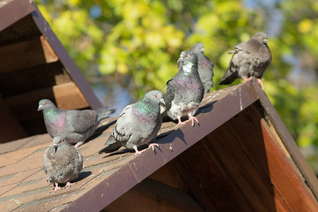 一群鸽子坐在屋顶上背景图片