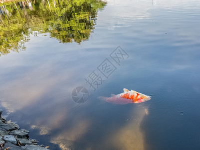 死鱼漂浮在水中图片
