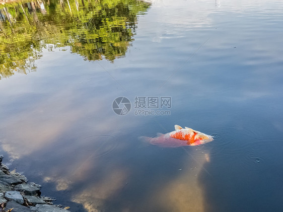 死鱼漂浮在水中图片