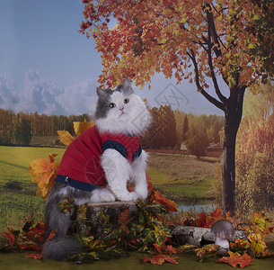 猫咪在村落秋天附近的图片