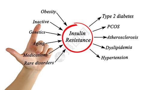 胰岛素抵抗图图片