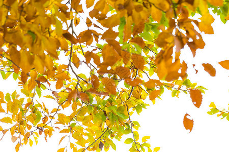 秋天公园树叶上五颜六色的树叶被白色隔离图片