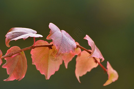 秋季自然概念美丽的秋天装饰品秋天的落叶自然的季节彩色背景公园里五图片