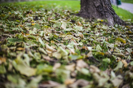 秋天公园里户外的植物树叶和树木图片