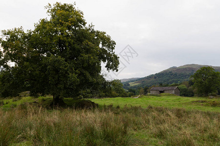 英国坎布里亚安布利塞德乡村树木图片