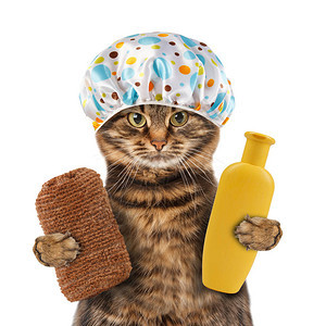 有趣的猫咪要去洗澡用毛巾和海绵及洗图片