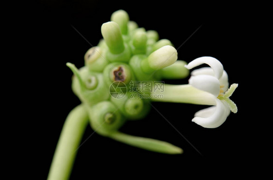 也称为巴戟天茜草科诺丽大巴戟印度桑树海滩桑树奶酪果龙胆诺丽图片