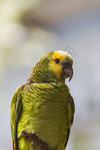黄鳍鹦鹉Amazonaauropalli图片