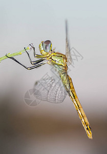 蜻蜓在自然环境中拍摄图片