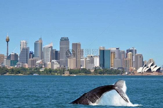 澳大利亚新南威尔士州雪梨天线对面水上浮起的黄背鲸尾巴Megapteranovaean图片
