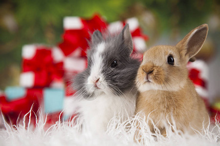 带兔子的可爱兔子圣诞图片