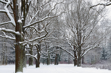 森林里的自然景观当树木在雪地里的时候图片