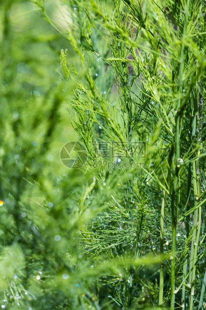 水滴的健康芦笋植物的特写为自然背景增图片