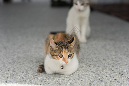 小宝贝猫肖像特写图像图片