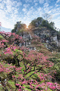 广东省高远原县地势平坦地区的PeachB图片