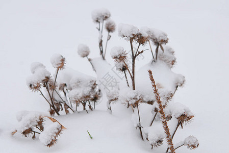 冬天的风景冬天的场景冻花图片