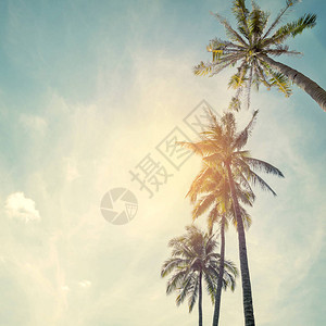热带海滩岸棕榈树古老的彩色音调背景图片