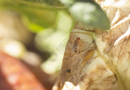 绿叶上的单一果蝇Drosophilamelanog图片