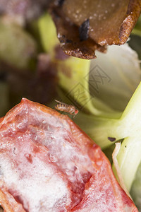 香味水果上的单一果蝇drosophilamelanog图片