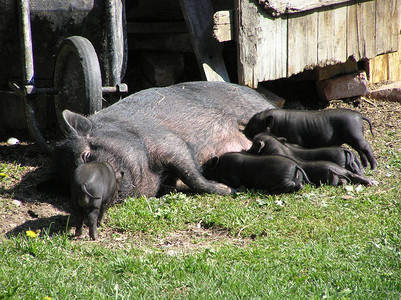 猪家族图片