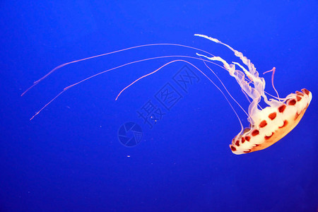 斑点水母水下场景图片