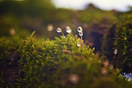 露水滴在苔上图片