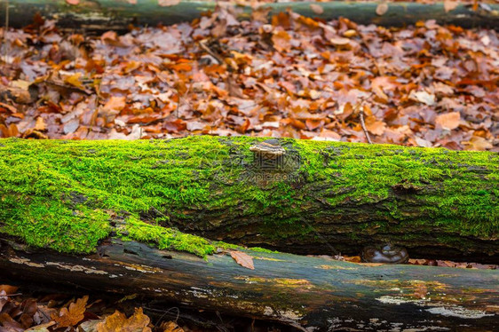 生长在欧洲森林树干上的野生树菌生长在树图片