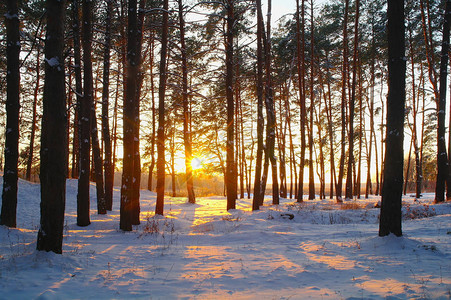 白雪皑皑的森林中的日出图片