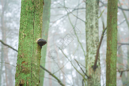 生长在欧洲森林树干上的野生树菌生长在树图片