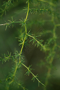 野生芦笋植物在冬天图片