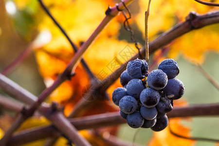 秋天葡萄藤上残留的葡萄群集显示出发酵图片