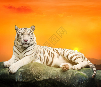 夕阳背景下的白虎图片
