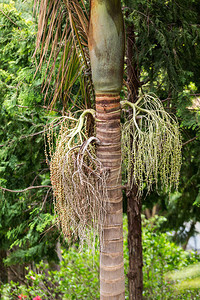 Bangalow棕榈树种子头目图片