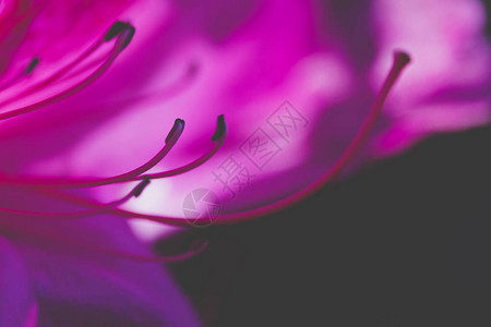 紫色博欣尼亚兰花树背景模糊软图片