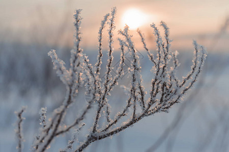 冬天晚上植物日落冷冰雪树太阳图片