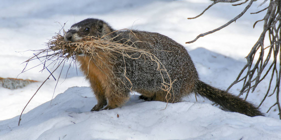 Marmot携带着草地沿着洞穴走去取暖和舒适美国加利福尼亚州ElDorado县图片