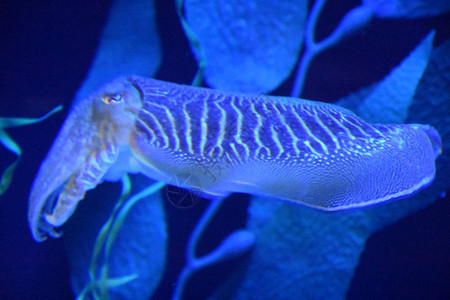 墨鱼在水族馆的水中图片