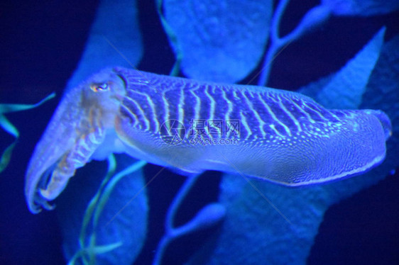 墨鱼在水族馆的水中图片