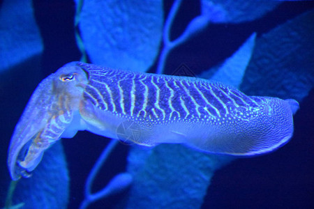 墨鱼在水族馆的水中背景图片