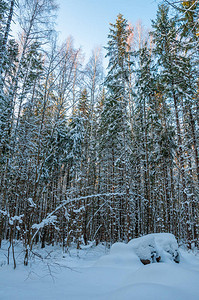 寒冷的冬季森林雪图片