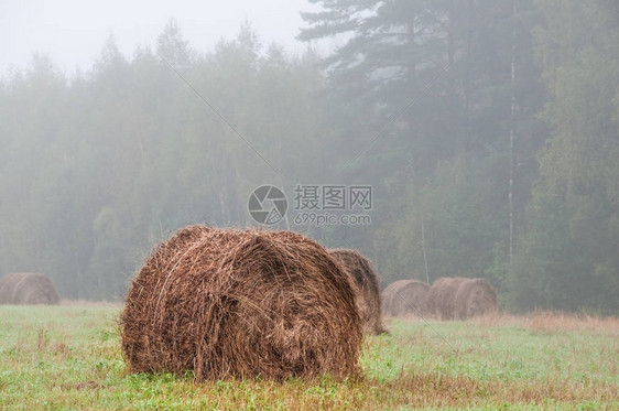 大海草堆在野地上捕捉在一个雾的清图片