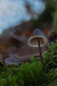 小蘑菇在森林里图片