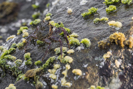 海岸上岩石的详情悬崖和海壳螃蟹的纹理惊图片